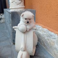 Spitz nano di Pomerania