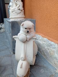 Spitz nano di Pomerania