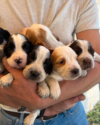 Cuccioli cocker