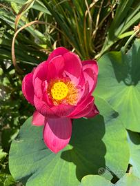 Lotto composto da 3 rizomi