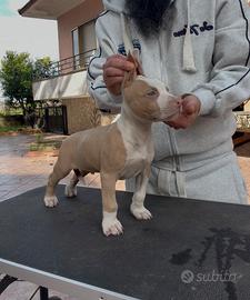 Cuccioli di pit bull ukc con pedigree