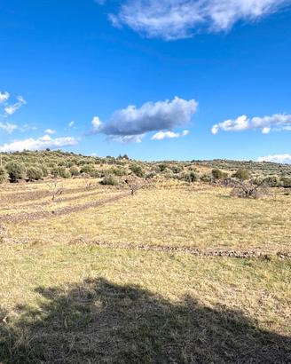 Terreno agricolo di 5 ettari con caseggiato diruto