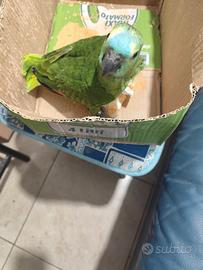 Animali