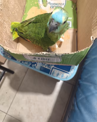Animali