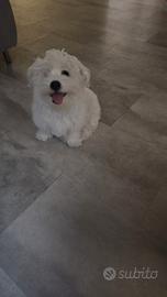 Cuccioli di maltese