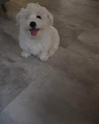 Cuccioli di maltese