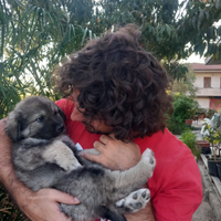 Cucciolo di cane pastore della Sila