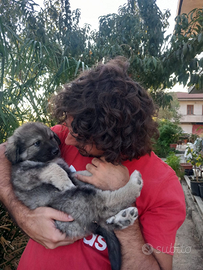 Cucciolo di cane pastore della Sila