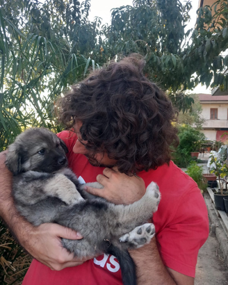 Cucciolo di cane pastore della Sila
