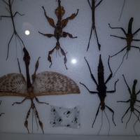 Insetti spillati scatola entomologica