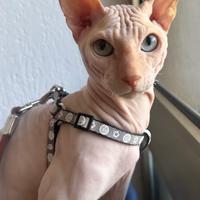 Sphynx