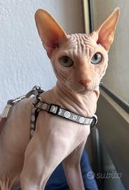 Sphynx