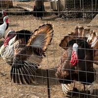 Tacchini rosso di borbone