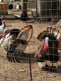 Tacchini rosso di borbone