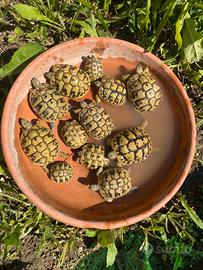 Tartarughe di terra
