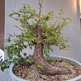 Prebonsai Olmo 