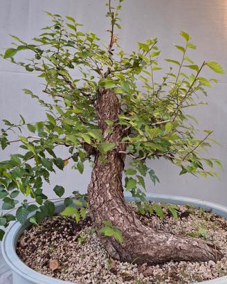 Prebonsai Olmo 