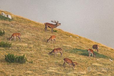 Bramito del cervo dimensione A3 29,7 X 42 Cm.