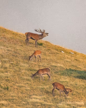 Bramito del cervo dimensione A3 29,7 X 42 Cm.