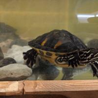 Acquario tartarughe