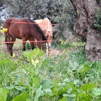Pensione per cavalli