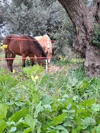 Pensione per cavalli