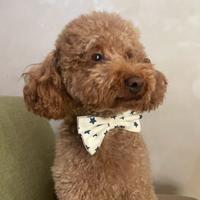 Accoppiamento per barboncino