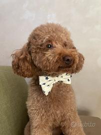 Accoppiamento per barboncino