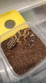 Geco leopardino