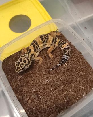 Geco leopardino