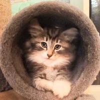 Gatti delle foreste norvegesi