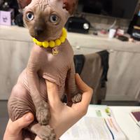 Sphynx