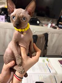 Sphynx