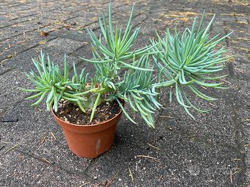 Senecio Vitalis Cristata