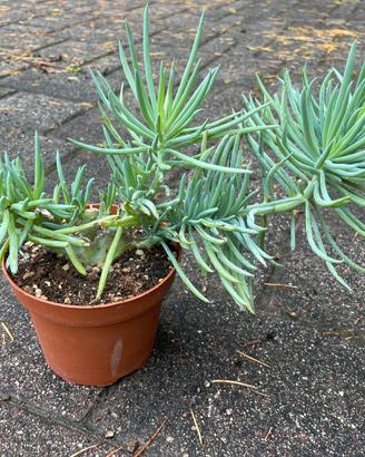 Senecio Vitalis Cristata