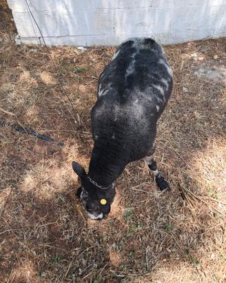 Montone texel dutchspotted 4 r