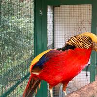 Fagiano dorato rosso