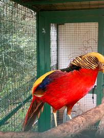 Fagiano dorato rosso