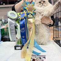 Gatto Siberiano Neva Masquerade