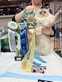 Gatto Siberiano Neva Masquerade