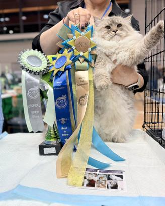 Gatto Siberiano Neva Masquerade