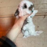 Coniglietti ariete nano