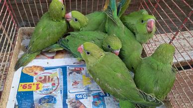 Parrocchetti dal collare