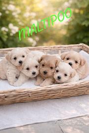 Maltipoo