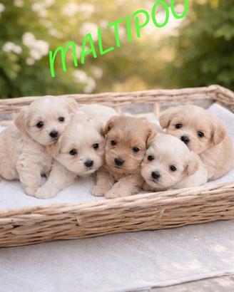 Maltipoo