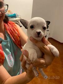 Chihuahua cuccioli