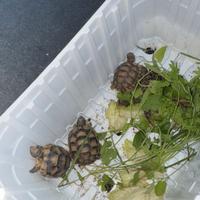 Tartarughe di terra piccole