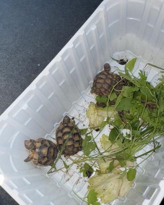 Tartarughe di terra piccole