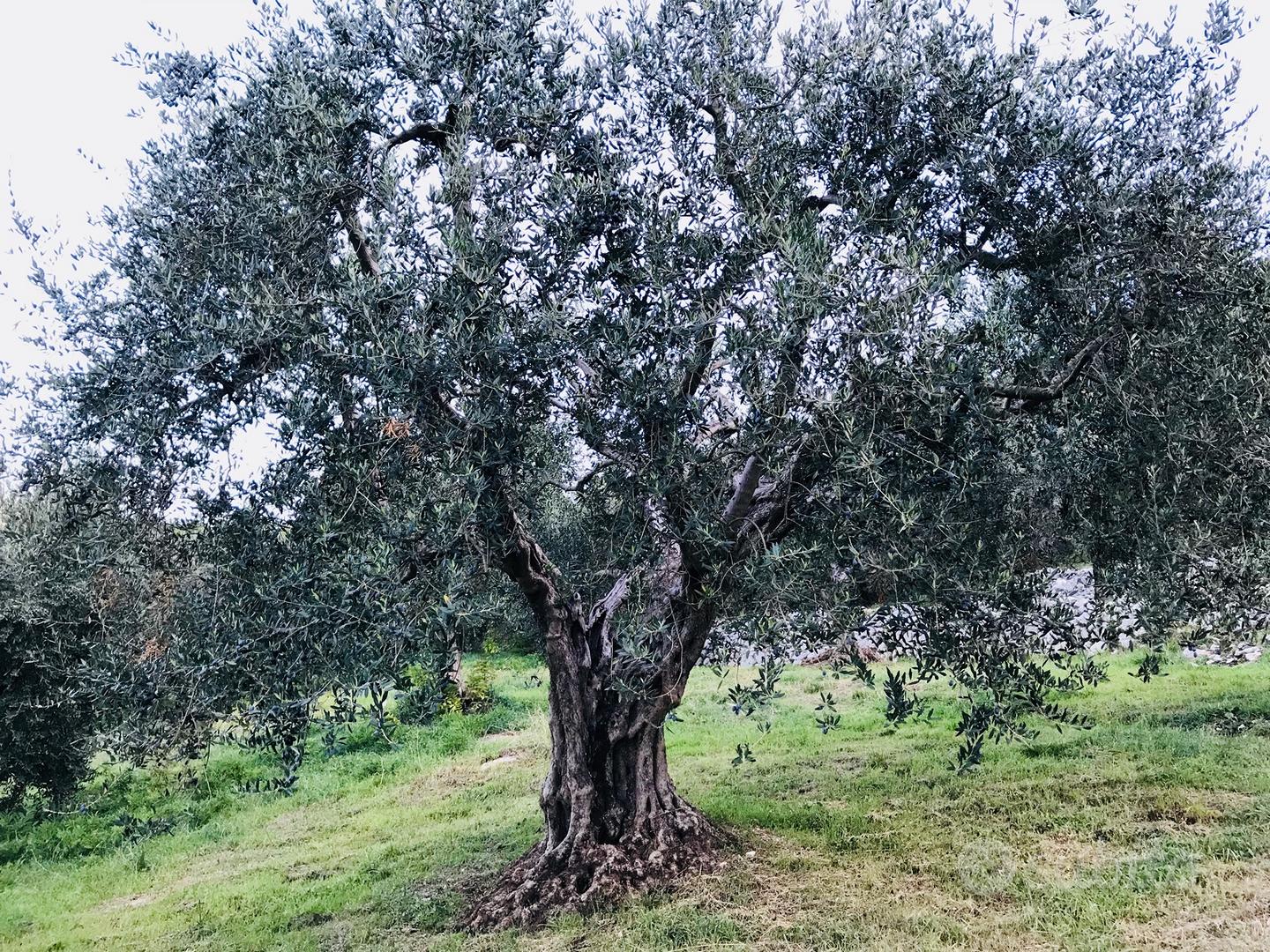 Oliveto con alberi secolari comune di Anagni (FR) - Vista 2