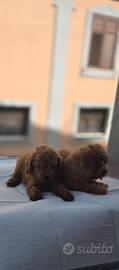 i cuccioli della trudi